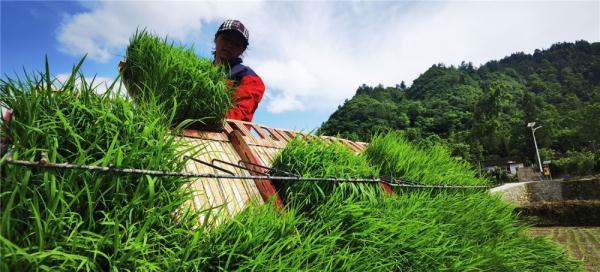 锦绣黔东南产业篇丨贵州麻江:育插秧机械化 跑出农业现代化“加速度” 技术推广服务